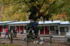 treeofshame_small.jpg